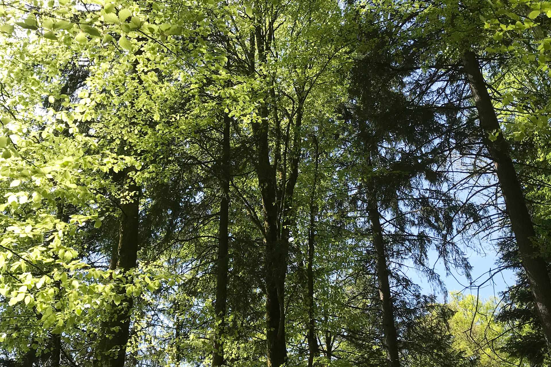 Kraftvolles Naturschauspiel im Naturpark Südschwarzwald